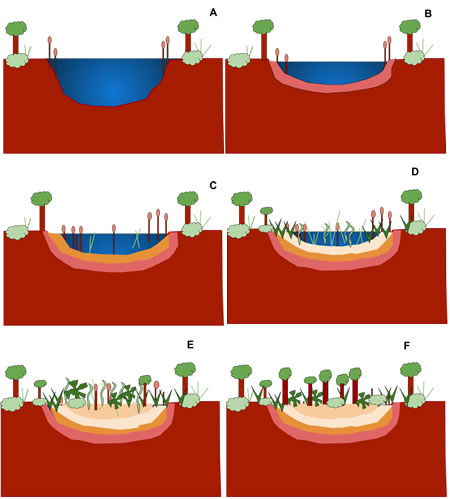 Sucesión o sere del estanque A: Vida vegetal emergente B: Sedimento C: Las plantas emergentes crecen hacia adentro, el sedimento se acumula D: Plantas emergentes y terrestres E: El sedimento llena el estanque, las plantas terrestres toman el control F: C